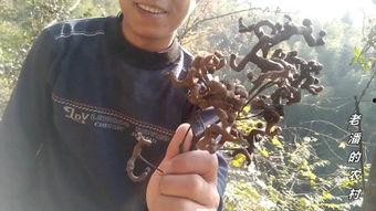 娱乐圈爆料鲶鱼哥是谁,鲶鱼哥身份大起底！